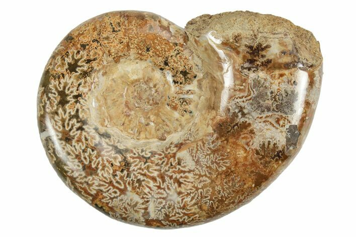 Jurassic Ammonite (Hemilytoceras) Fossil - Madagascar #226723